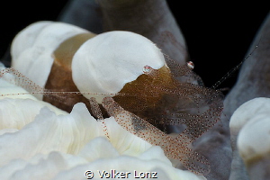 Mushroom Coral Shrimp by Volker Lonz 